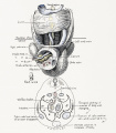 6 Human embryo 7 mm