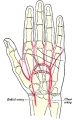 Left Hand Palm, position of skin creases and bones, and surface markings for the volar arches