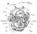 Fig. 29 Cross section of human Embryo no. 22 (20 mm.) to show especially superior laryngeal nerve and nerve recurrens.