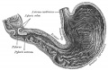1050 Interior of stomach