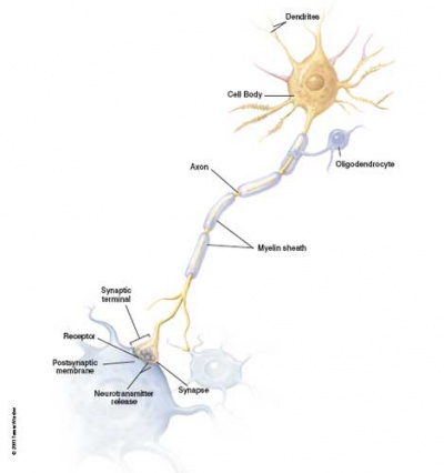 Neuron cartoon.jpg