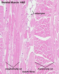Skeletal Muscle Histology - Embryology