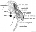 Fig. 237. Section of the Arm Bud of a human embryo at the end of the 4th week.