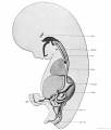 Fig. 246. digestive tract embryo 42 mm