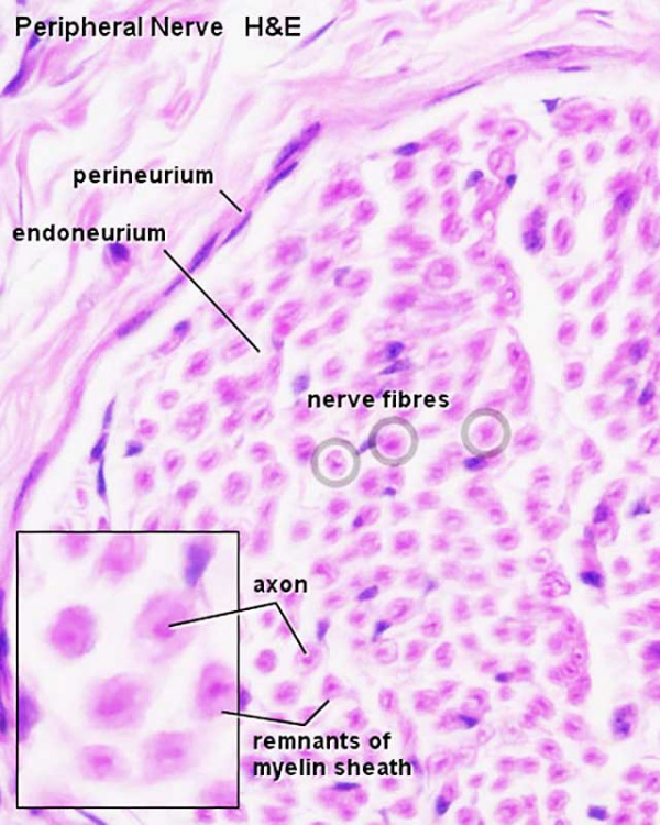 ANAT2511 Nervous Tissue - Embryology