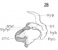 Fig. 28 Graphic reconstruction of laryngeal cartilages in human Embryo no. 22 20 mm.) thy. hy., 1. thyreohyoid ligament.