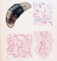Plate 4. Cat Fetus and Placenta