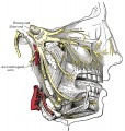 778 Distribution of the maxillary and mandibular nerves, and the submaxillary ganglion