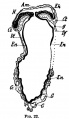 Fig. 22. Section of the Embryo