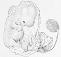 86. Human Embryo of about 14 mm