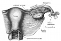 1161 Uterus and right broad ligament