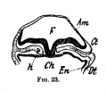 Fig. 23. Section of the Embryo