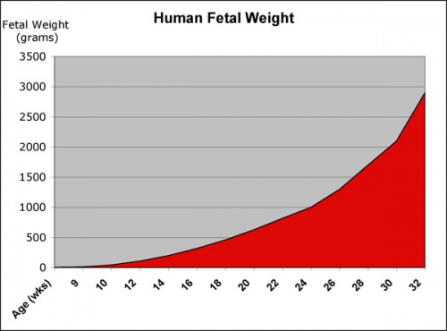 Fetal Development - Embryology
