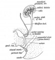 Fig. 84. The Termination of the Ureter in the Bladder and Sub-division of the Renal Bud