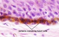 Basal Cell Melanin