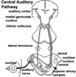 Hearing - Neural Pathway
