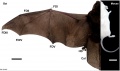 Image - Bat and Mouse limbs