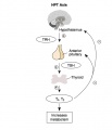 Hypothalamus - Pituitary - Thyroid