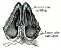 853 Cartilages of the nose, seen from below