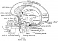 Fig. 18. Showing the parts formed out of the Olfactory Lobe in the brain of an Adult (After BlUot "mitlO olfilctol T Hoots in the Sub-callosal and Uncinate Gyri.' .