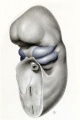 Fig. 9. Drawing made directly from an embryo 6 mm
