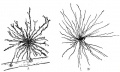 623 Neuroglia cells of brain.