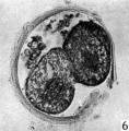 Figs. 6, 7. Two consecutive sections through the two-cell ovum shown in fig. 5. x 520.