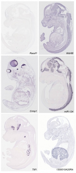 File:Mouse E14.5 gene expression.jpg
