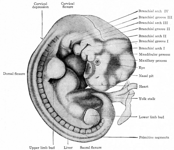 Book - Text-Book of Embryology 8 - Embryology