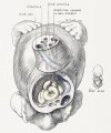 10 Human embryo 10 mm