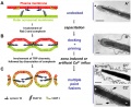 Model capacitation-induced acrosome docking to sperm membrane[9]