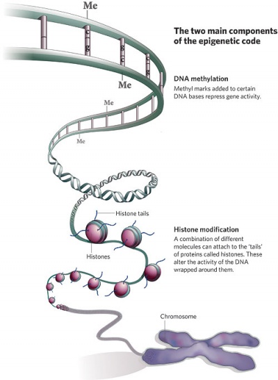 Epigenetics mechanisms