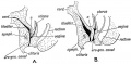 Fig. 92. Section showing the Uro-genital Sinus. A. 4th month female human foetus. B. 5th month female human foetus.