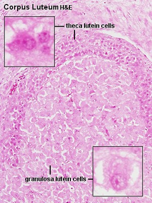 Corpus luteum lutein cells.jpg