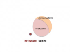 sclerotome and dermomyotome