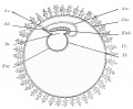 54. Diagram of an Early Stage of a Primate Embryo