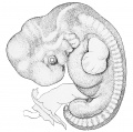 85. Human Embryo of 11 mm (after W. His)