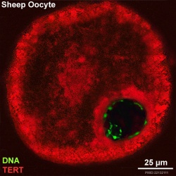 Sheep oocyte image
