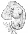 81. Human Embryo of 7.5 mm in Maximum Length (after W. His),