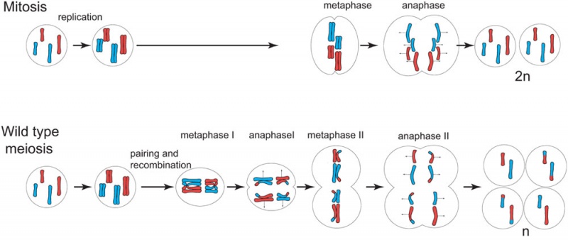Mitosis and meiosis.jpg