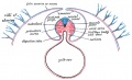 29 Diagram of a transverse section, showing the mode of formation of the amnion in the chick.