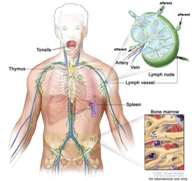File:Lymphatic-system-overview.jpg