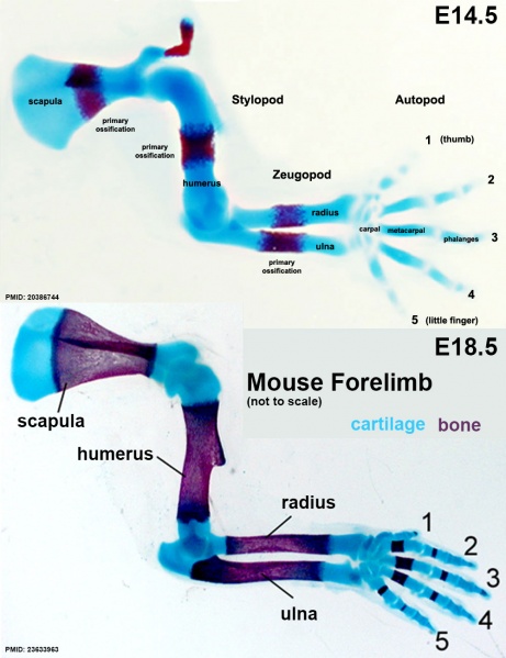 File:Mouse forelimb cartilage and bone E14.5 E18.5.jpg