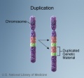 Chromosome - duplication