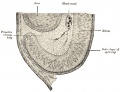 868 Section of developing eye of trout
