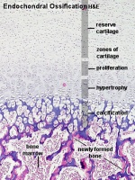 Endochondral ossification