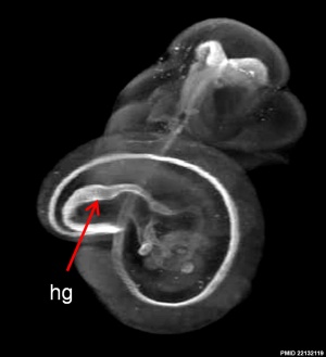 Mouse embryo E11 HNF3beta notochord marker 04.jpg