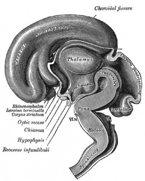 Human brain at three months (median sagittal section)