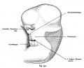 Fig. 351. Head and Face in profile of a human embryo of 11.3 mm CRL