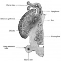 1112 Longitudinal Section of Ovary of Cat Embryo of 9.4 cm long